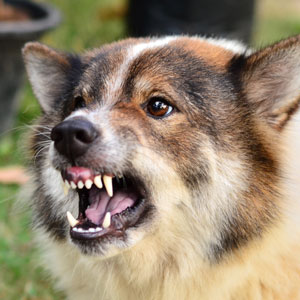 Dog Bites In Charleston: Legal Action And Representation Lawyer, Charleston, South Carolina